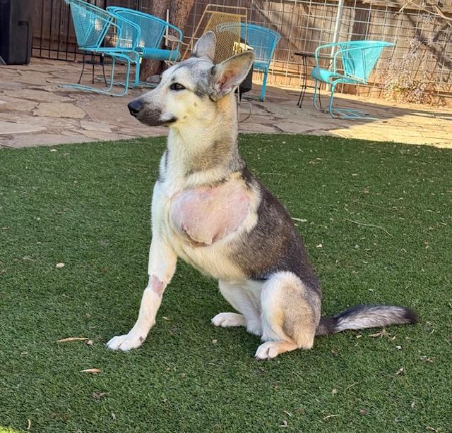 Sparkle, ADOPTABLE, Young Female German Shepherd Dog.