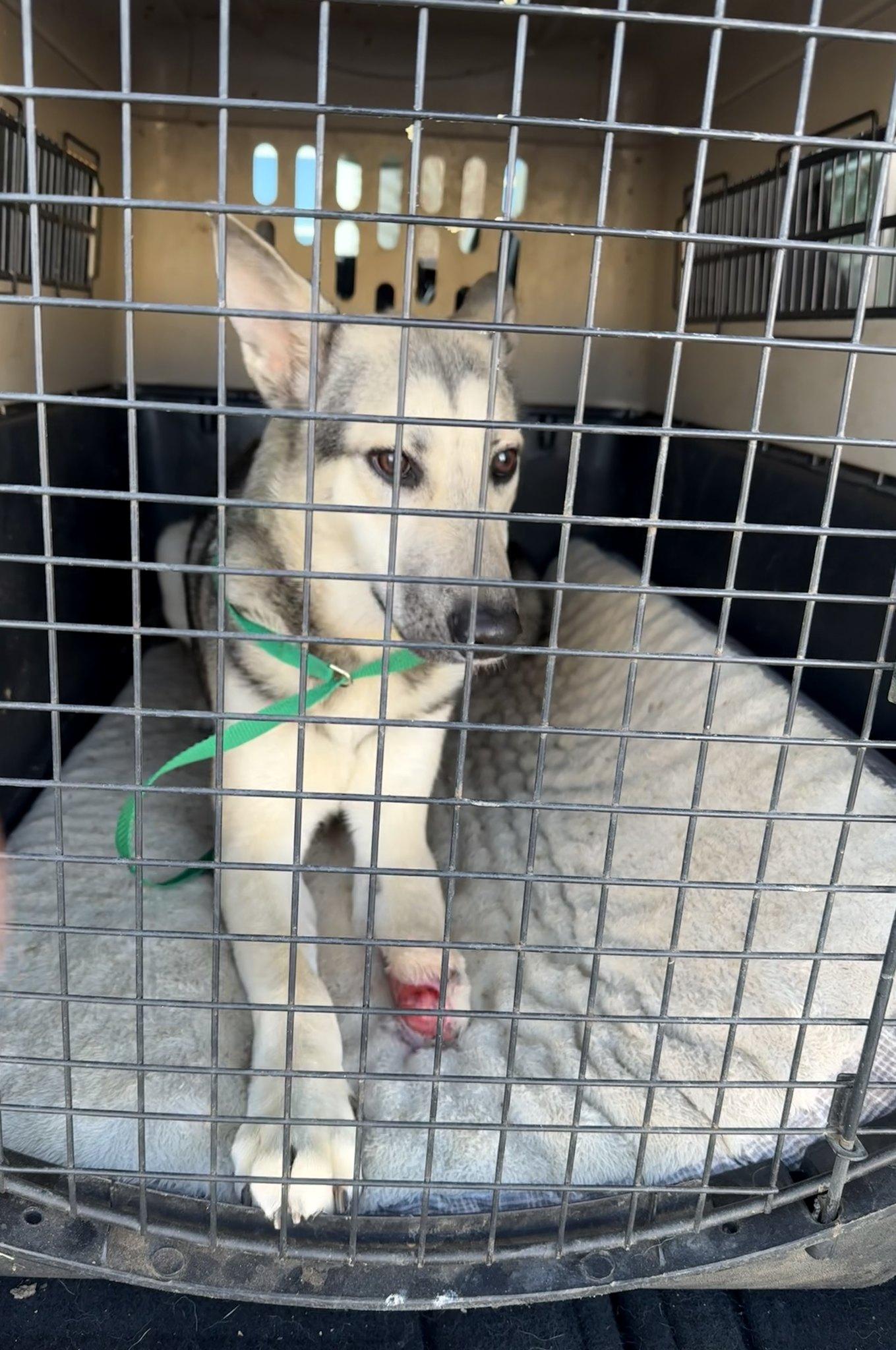 Enlarge Sparkle, a ADOPTABLE German Shepherd Dog in Dallas, TX image 3/6