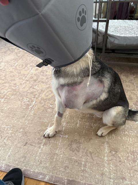 Enlarge Sparkle, a ADOPTABLE German Shepherd Dog in Dallas, TX image 2/6