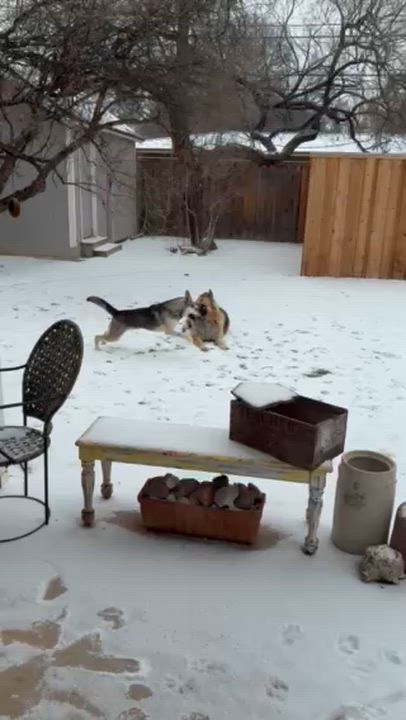 Enlarge Sparkle, a ADOPTABLE German Shepherd Dog in Dallas, TX video 5/6