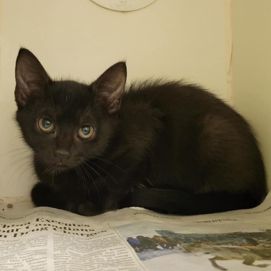 Camilla the Chicken, a Adoptable Domestic Short Hair in Columbia, MO image 1/5