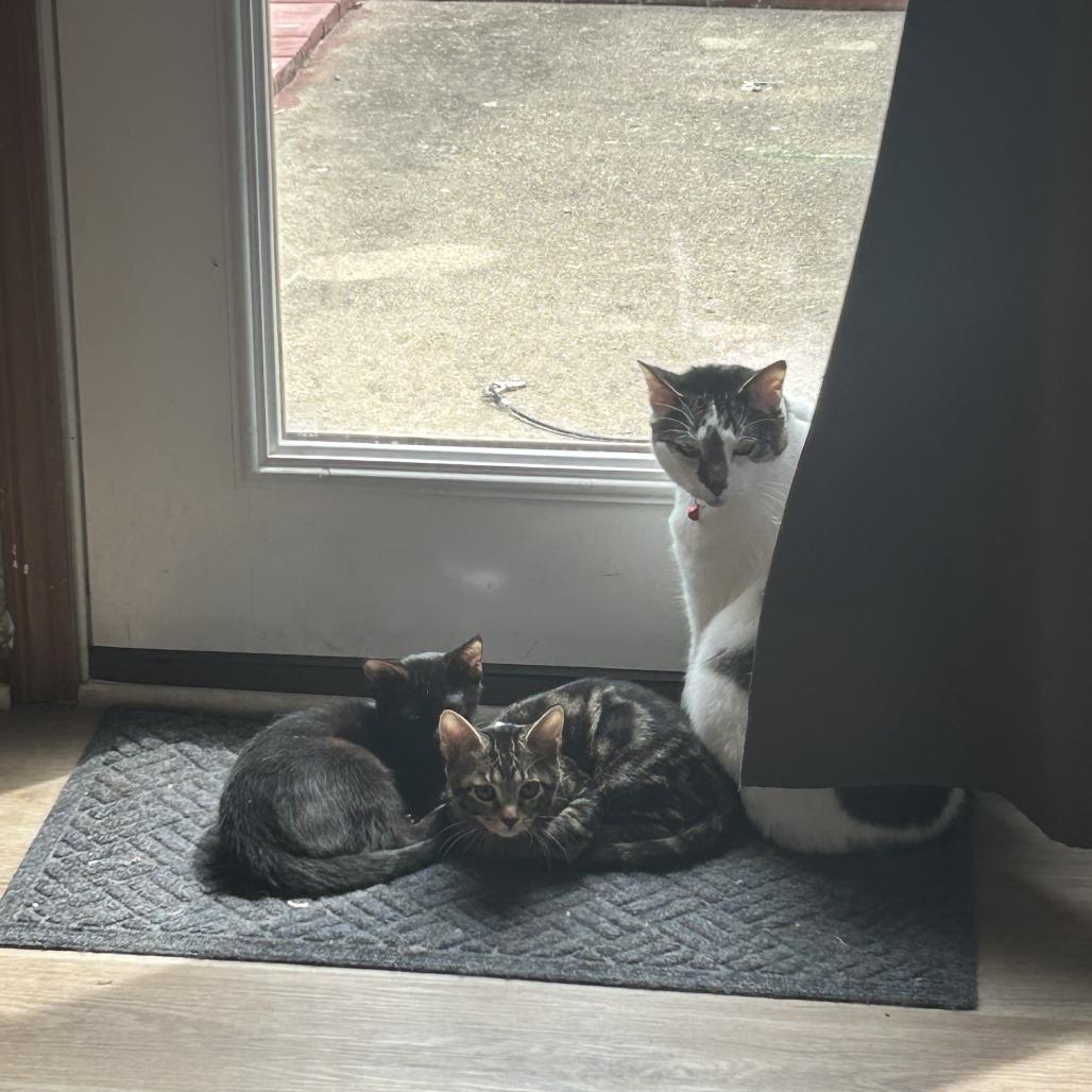 Camilla the Chicken, a Adoptable Domestic Short Hair in Columbia, MO image 2/5