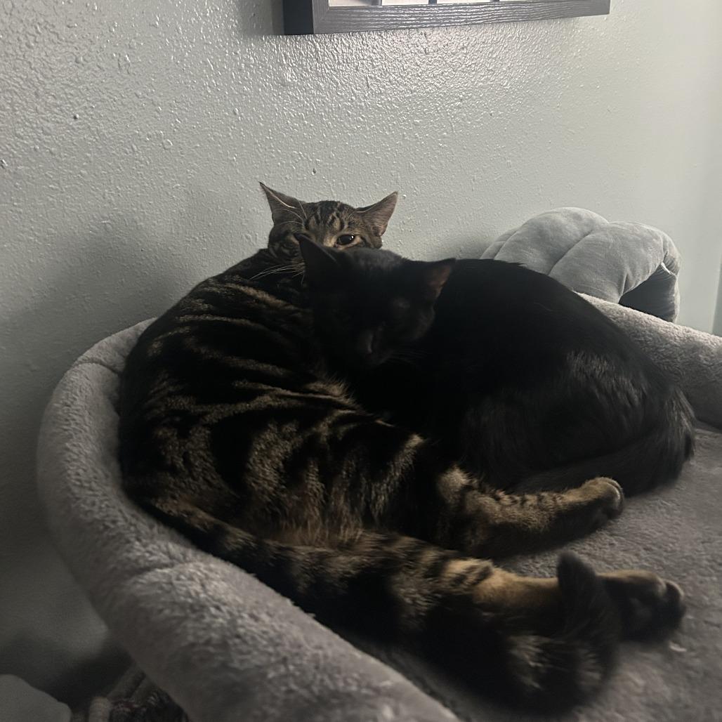 Camilla the Chicken, a Adoptable Domestic Short Hair in Columbia, MO image 3/5