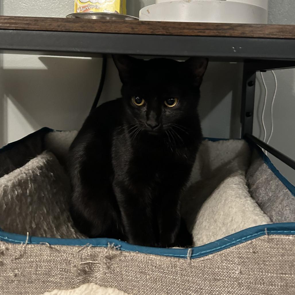 Camilla the Chicken, a Adoptable Domestic Short Hair in Columbia, MO image 4/5