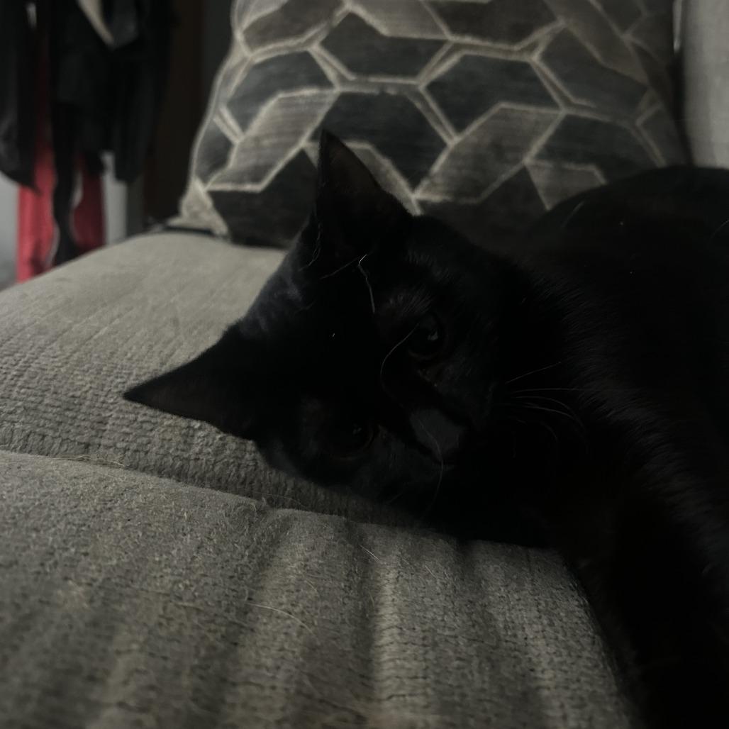 Camilla the Chicken, a Adoptable Domestic Short Hair in Columbia, MO image 5/5