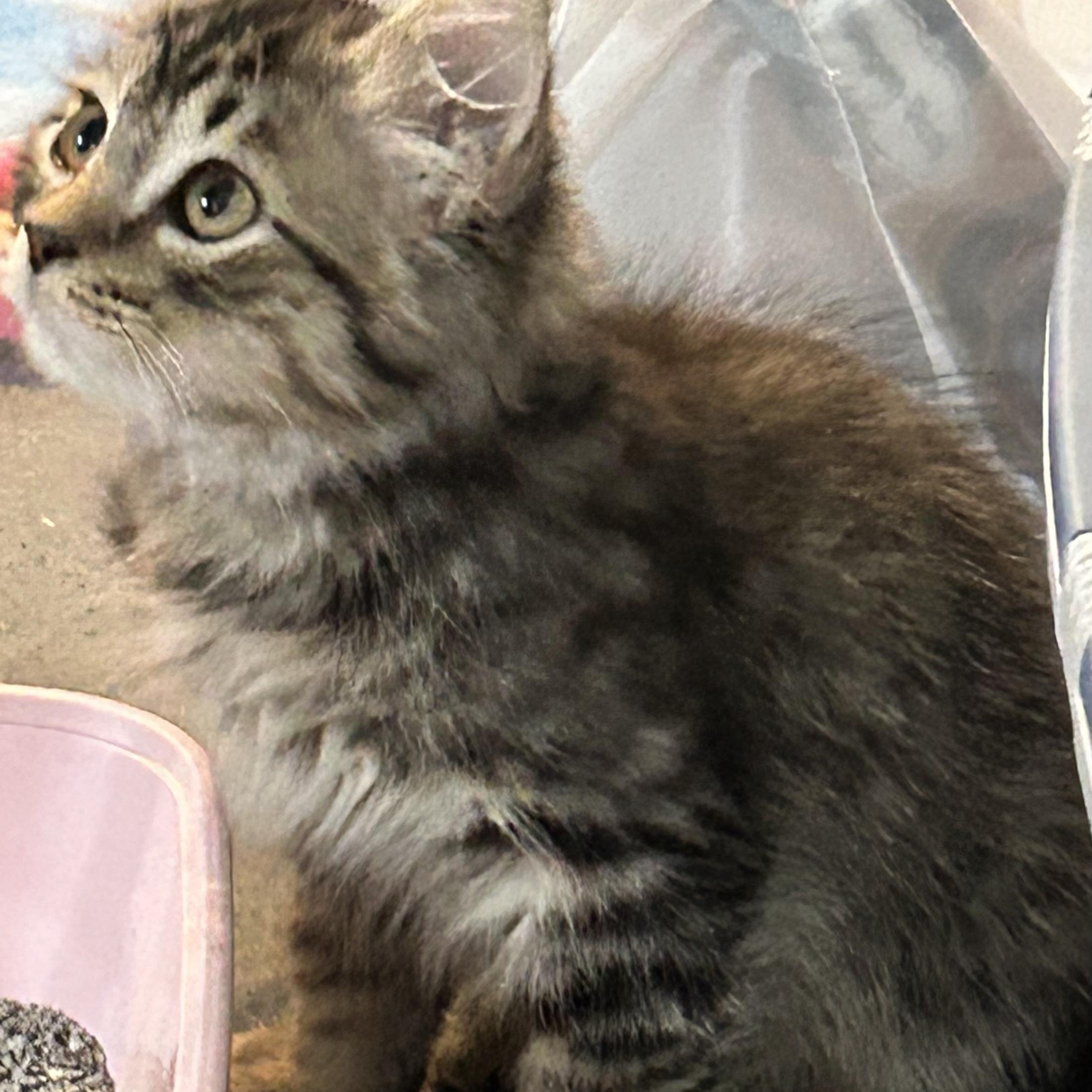 Enlarge Nugget, a Adoptable Domestic Short Hair in Westville, NJ image 3/4
