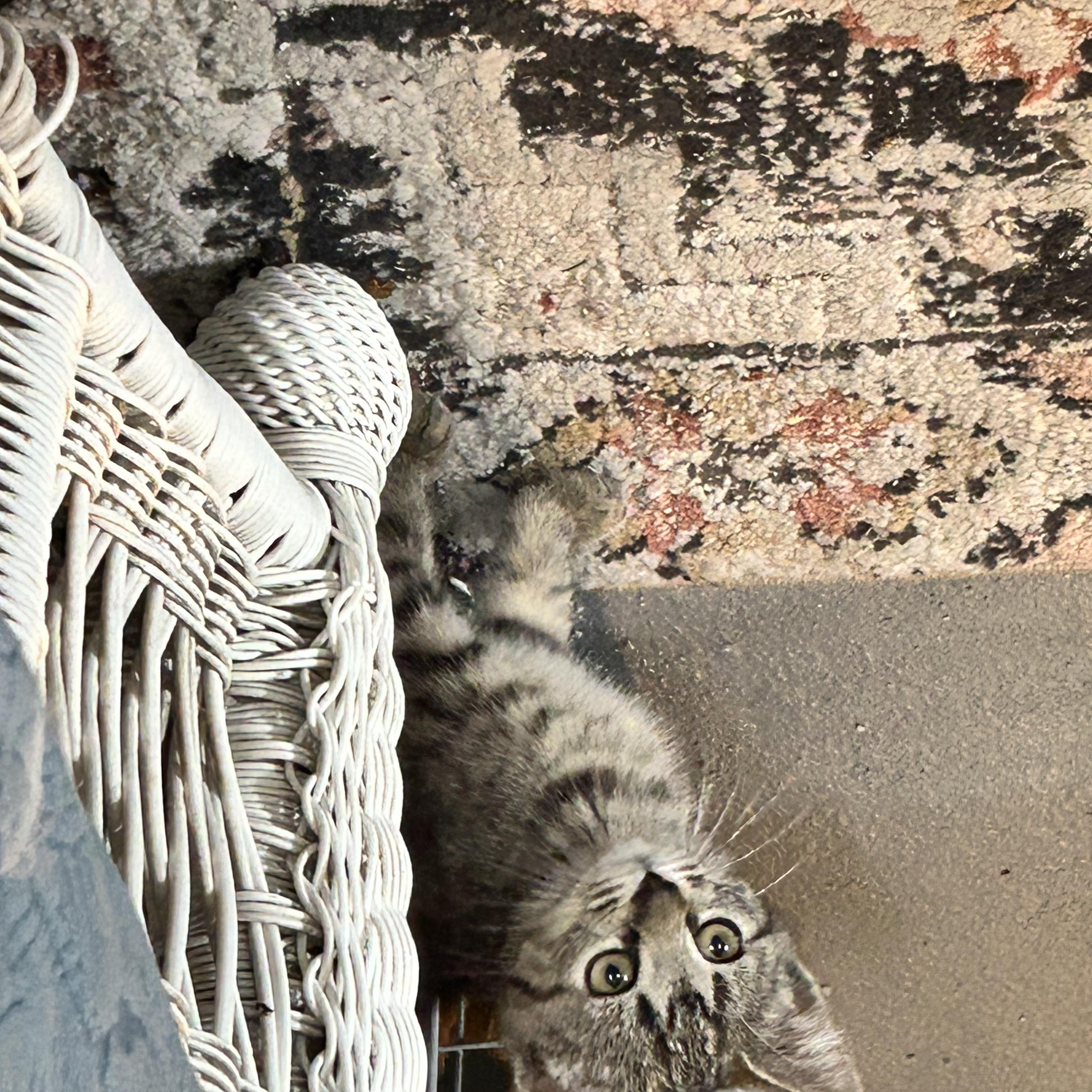 Enlarge Nugget, a Adoptable Domestic Short Hair in Westville, NJ image 4/4