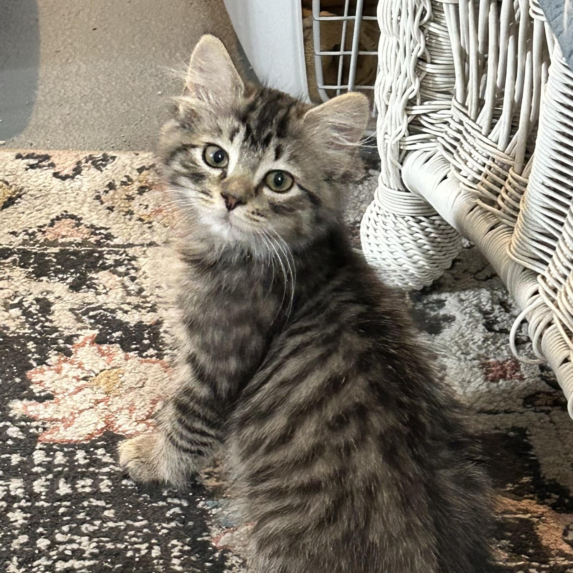 Enlarge Nugget, a Adoptable Domestic Short Hair in Westville, NJ image 1/4