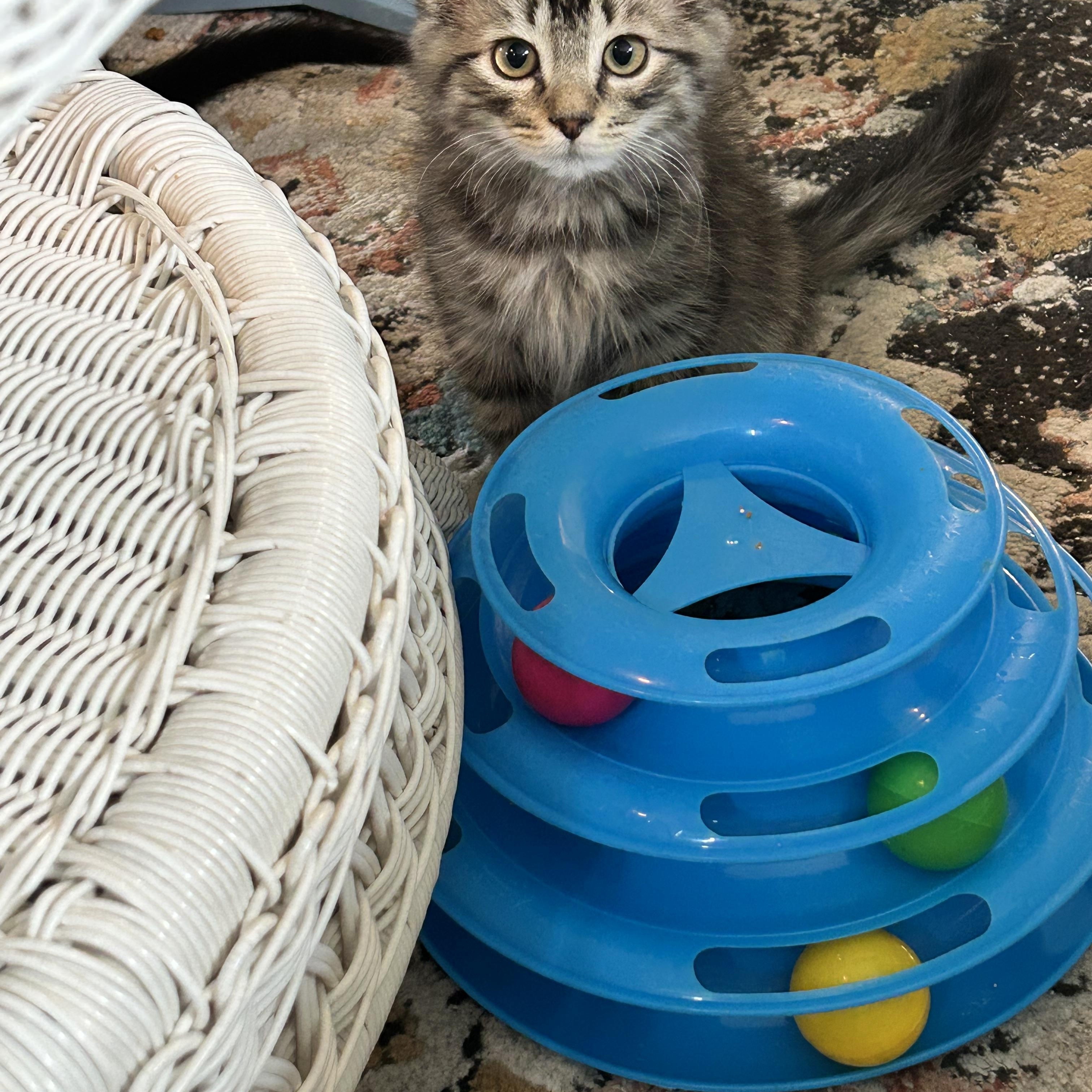 Enlarge Nugget, a Adoptable Domestic Short Hair in Westville, NJ image 2/4