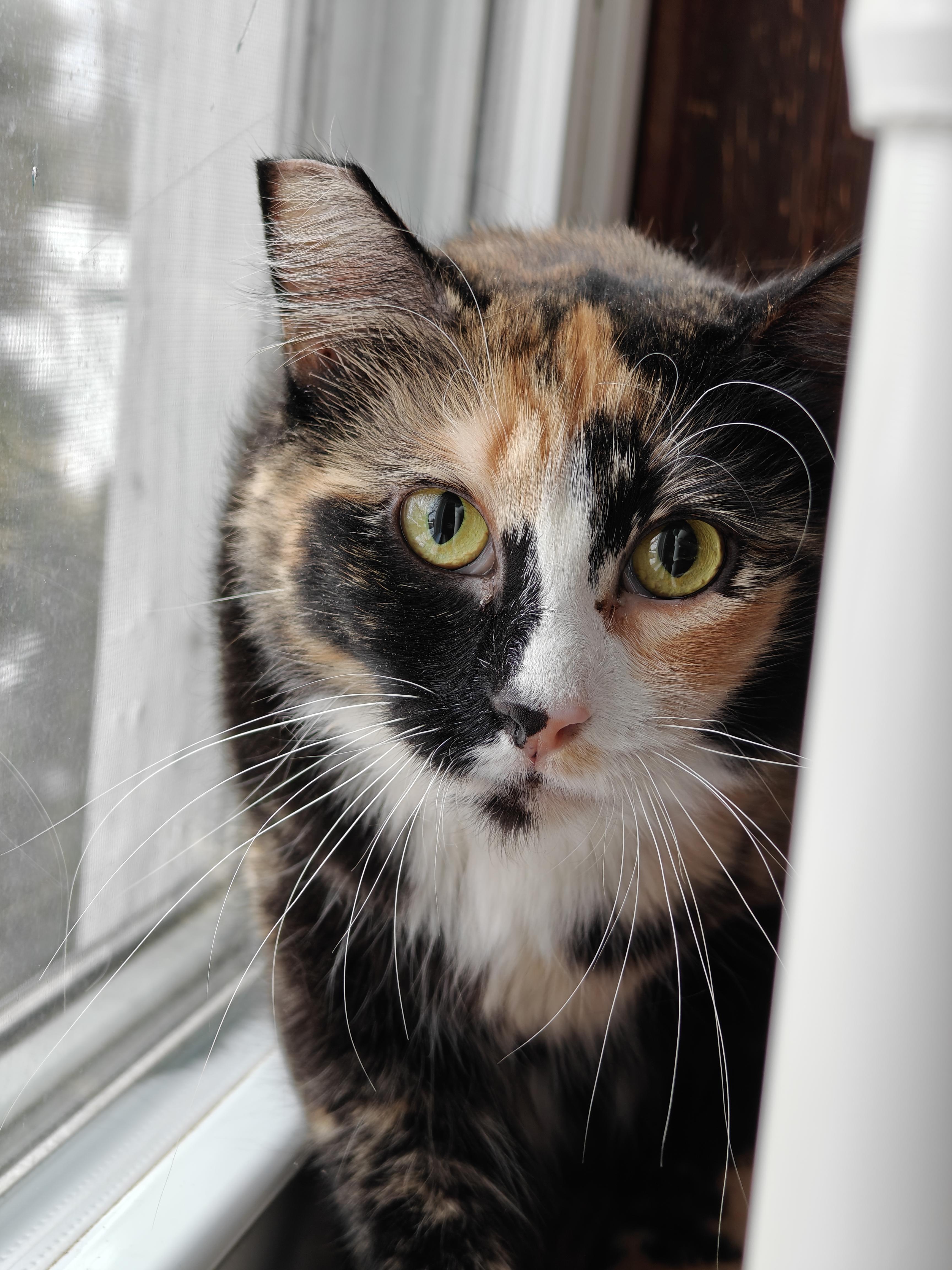 Talia , ADOPTABLE, Young Female Domestic Short Hair.