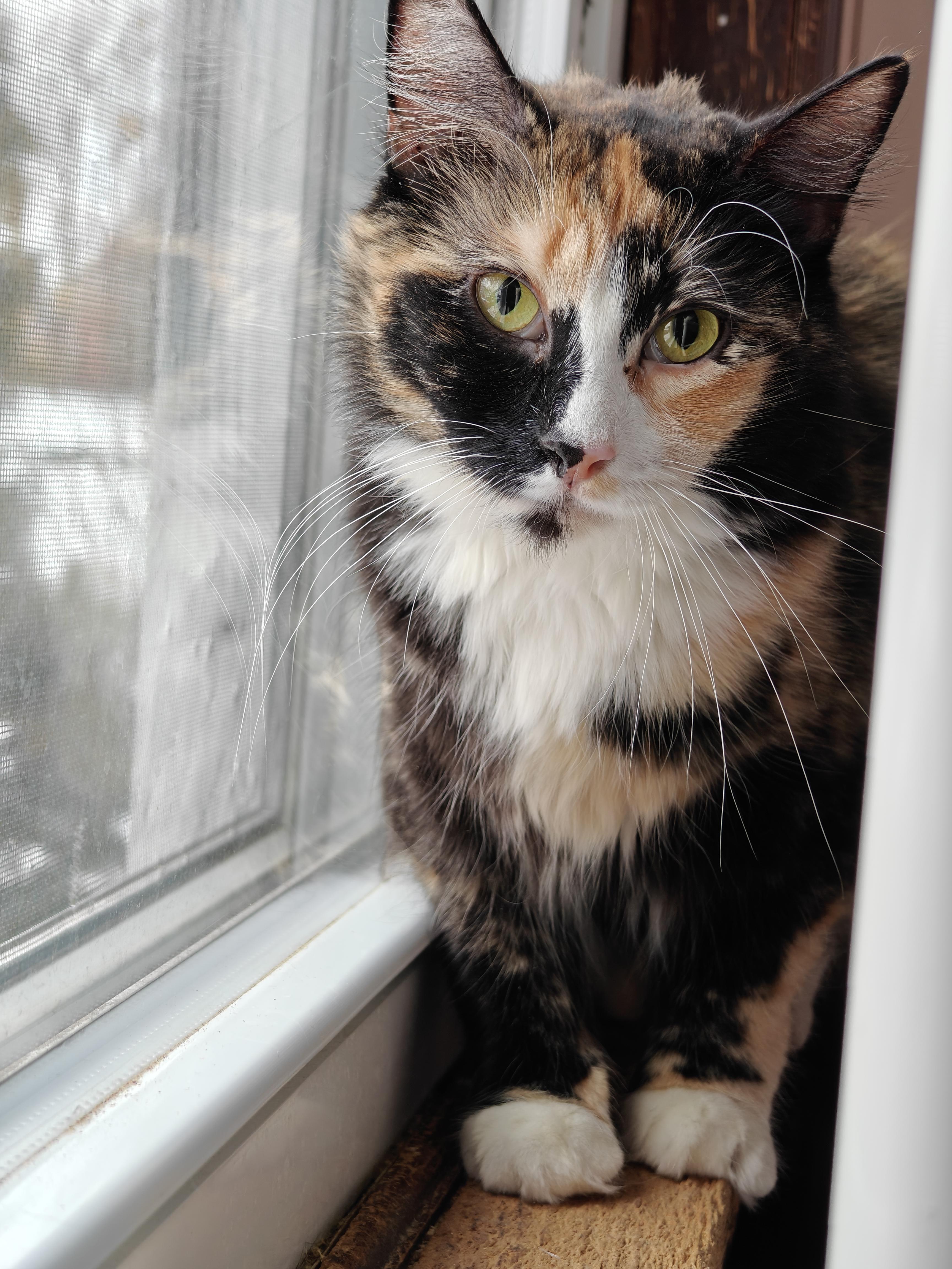 Enlarge Talia , a ADOPTABLE Domestic Short Hair in New Britain, CT image 4/6