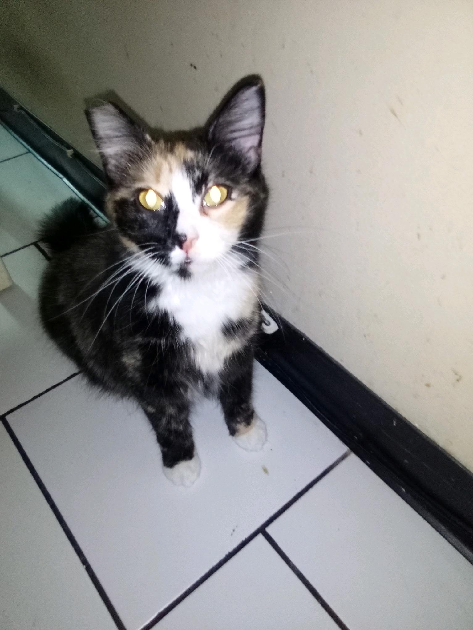 Enlarge Talia , a ADOPTABLE Domestic Short Hair in New Britain, CT image 2/6