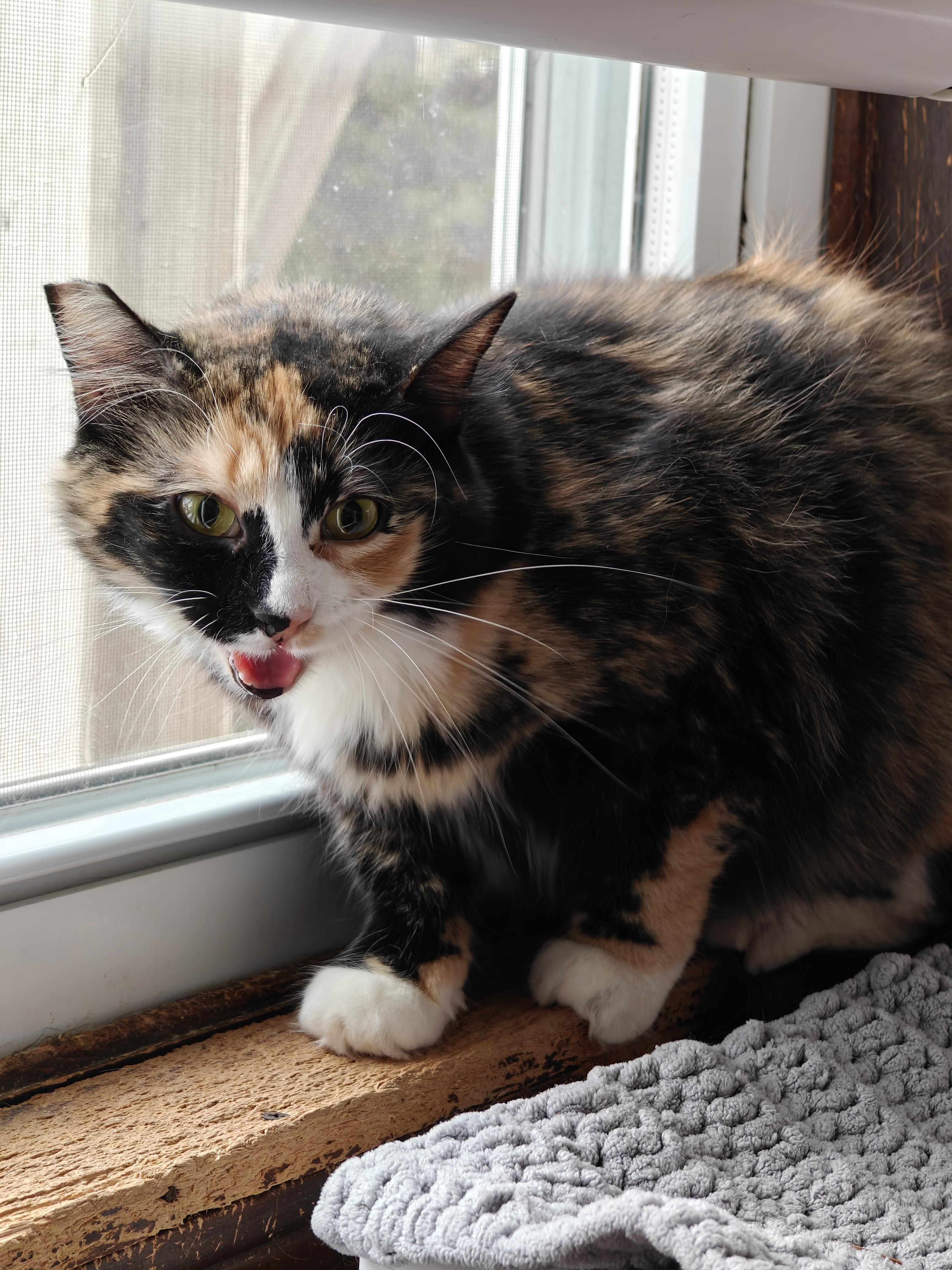 Enlarge Talia , a ADOPTABLE Domestic Short Hair in New Britain, CT image 5/6