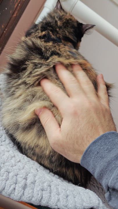 Enlarge Talia , a ADOPTABLE Domestic Short Hair in New Britain, CT video 6/6