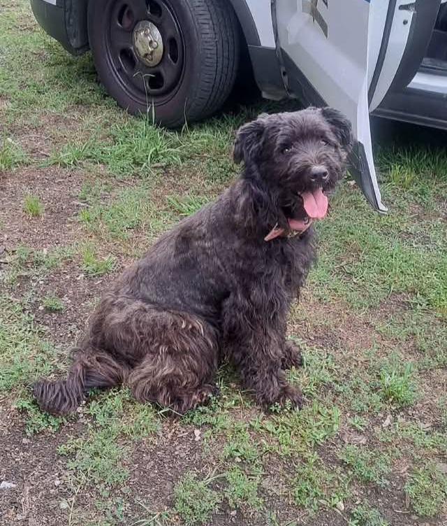 Sadie, Adoptable, Adult Female Australian Shepherd.