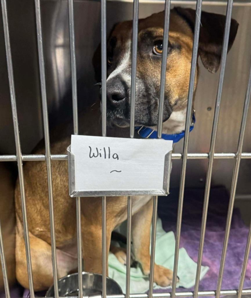 Willa $400, Adoptable, Adult Female Boxer & Mixed Breed.