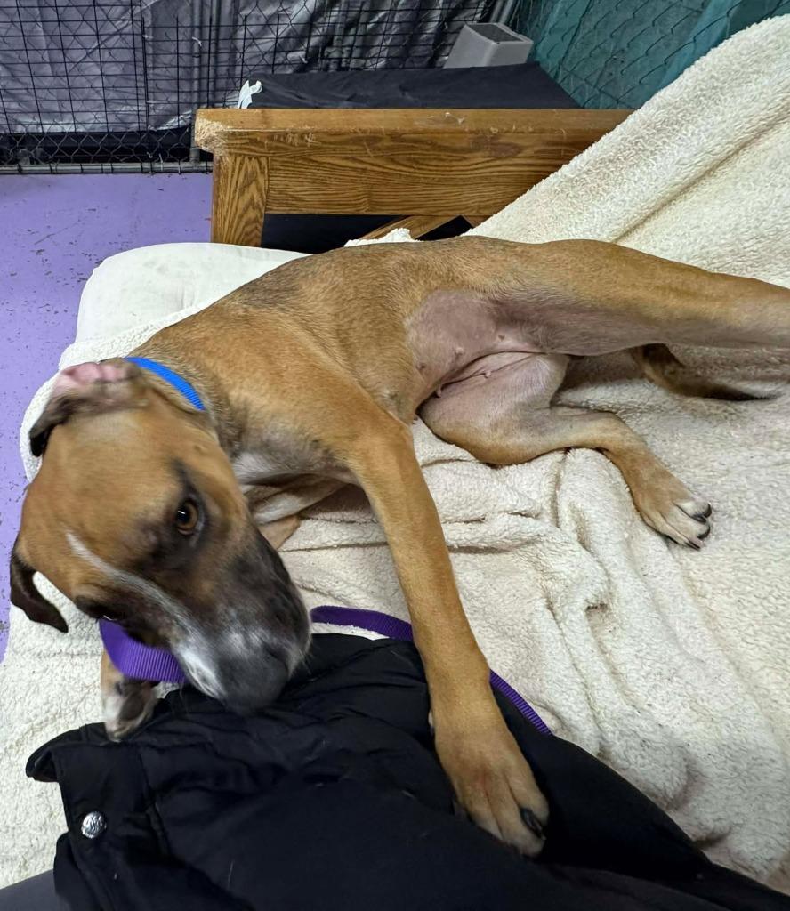 Willa $400, Adoptable, Adult Female Boxer & Mixed Breed.