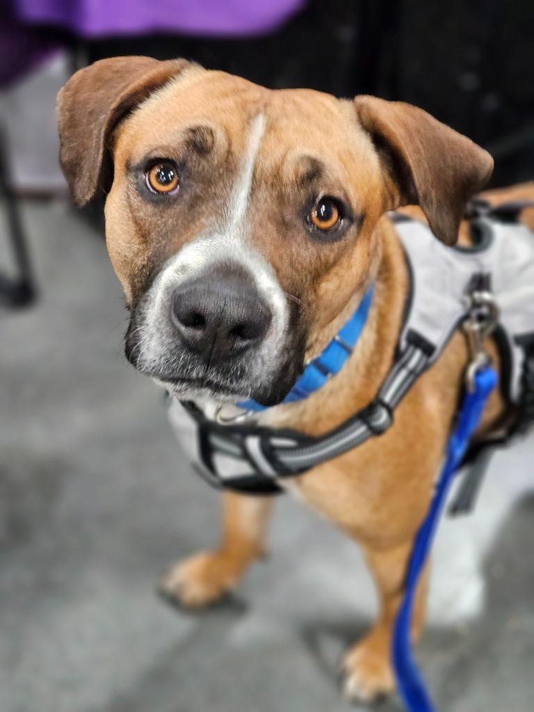 Enlarge Willa $400, a Adoptable mixed breed in Milwaukee, WI image 2/4