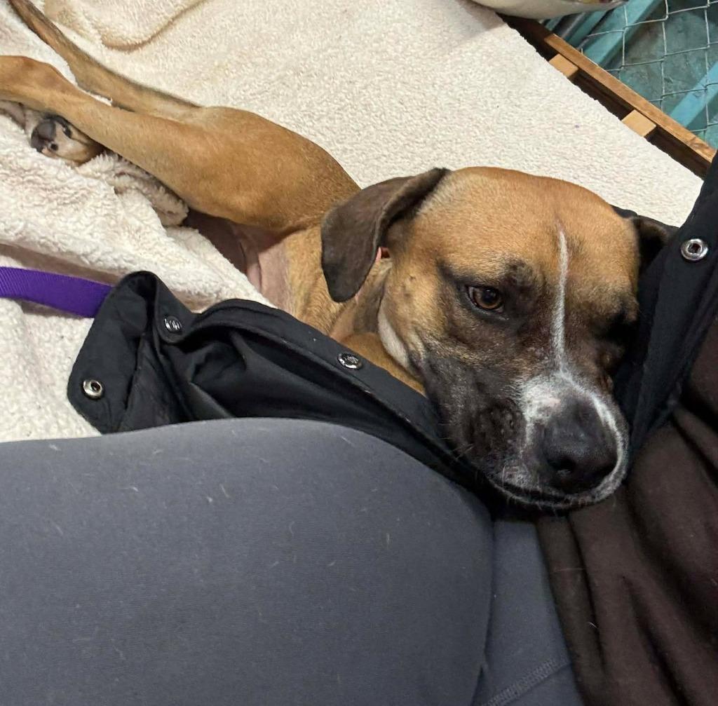 Enlarge Willa $400, a Adoptable mixed breed in Milwaukee, WI image 4/4