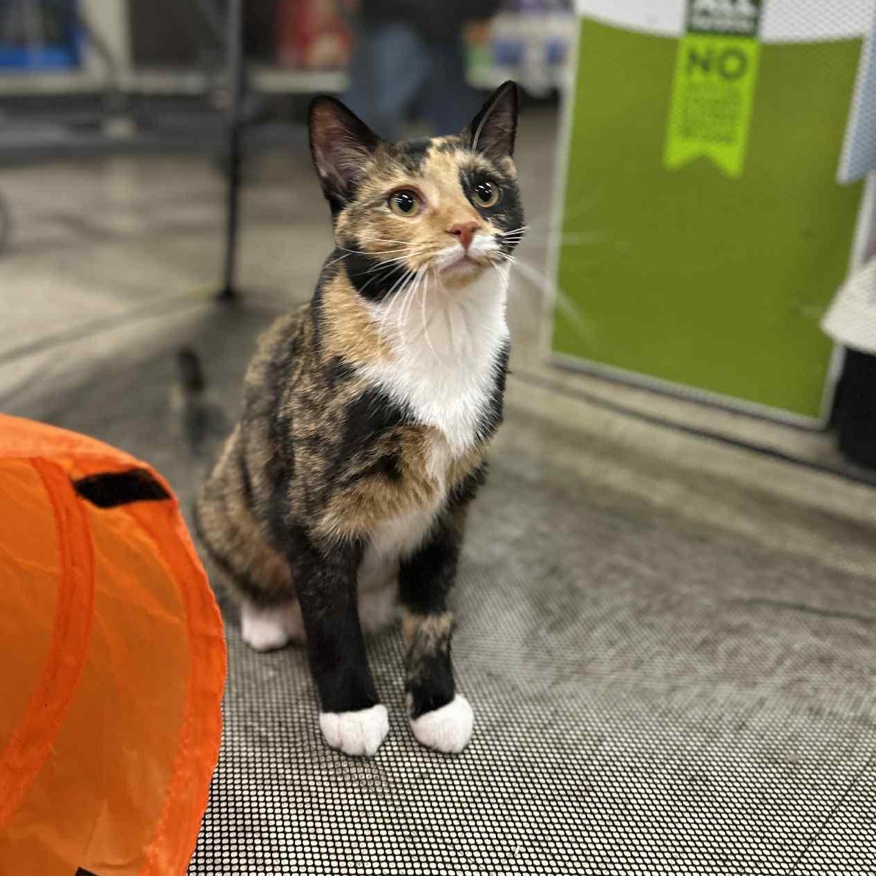 Wisteria, Adoptable, Young Female Domestic Short Hair.