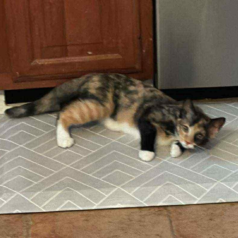 Wisteria, a Adoptable Domestic Short Hair in Royal Oak, MI image 2/5