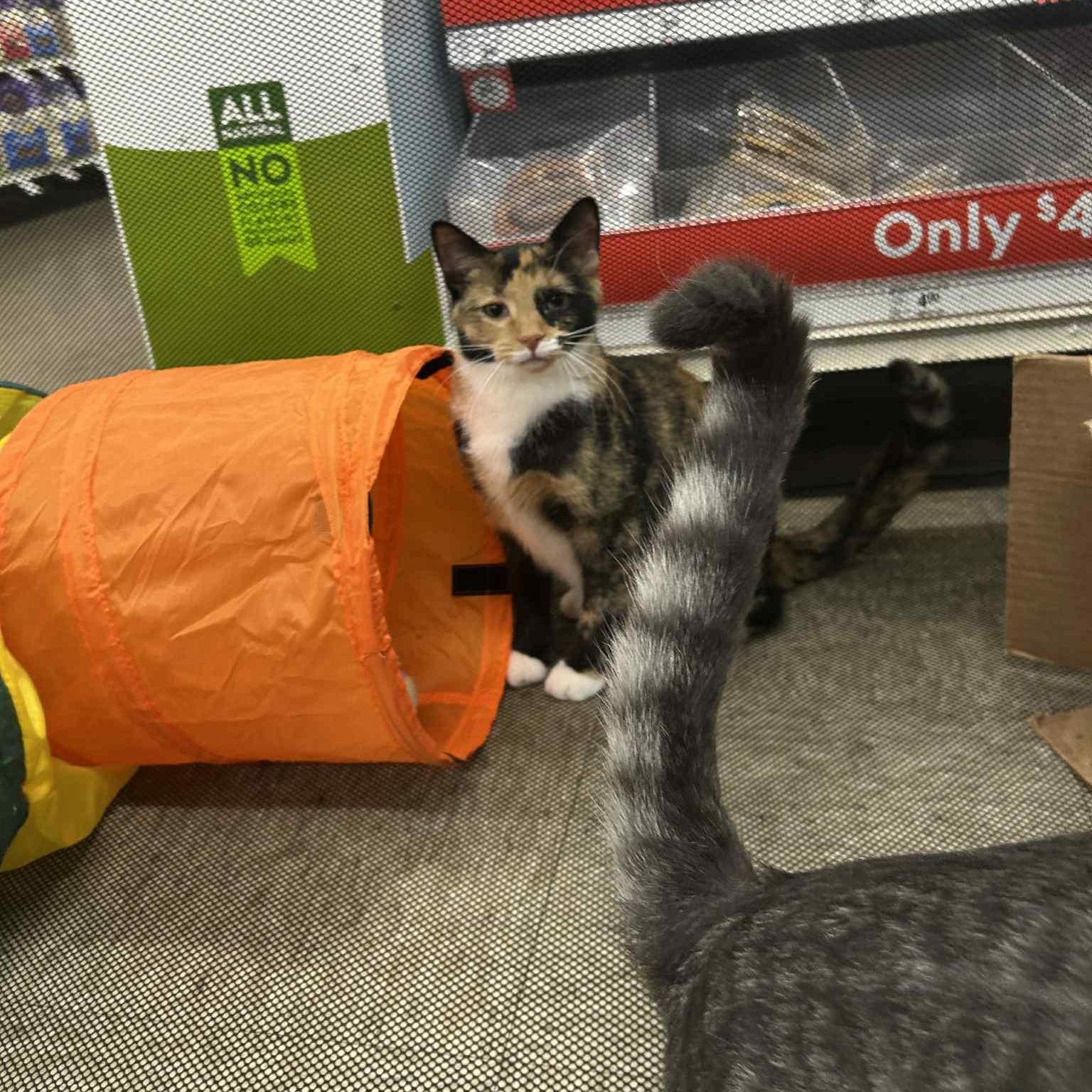 Wisteria, a Adoptable Domestic Short Hair in Royal Oak, MI image 3/5