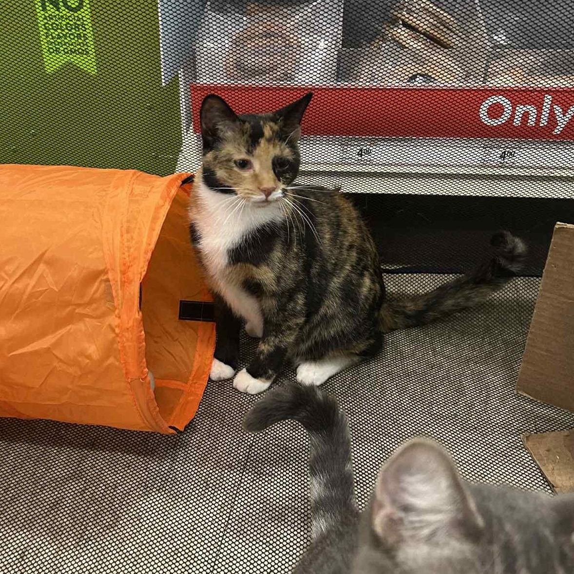 Wisteria, a Adoptable Domestic Short Hair in Royal Oak, MI image 4/5