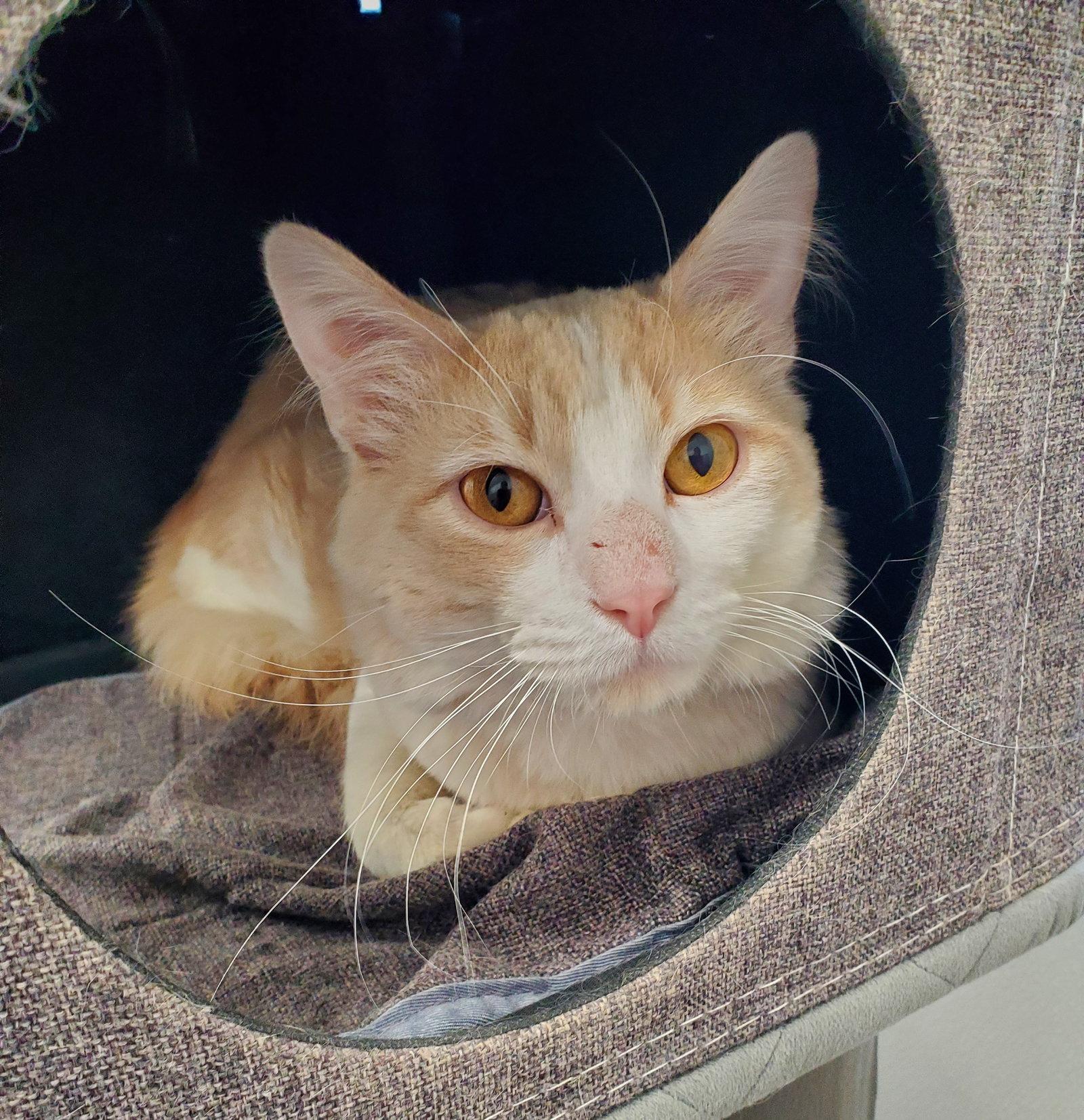 Ollie, Adoptable, Adult Male Domestic Long Hair.