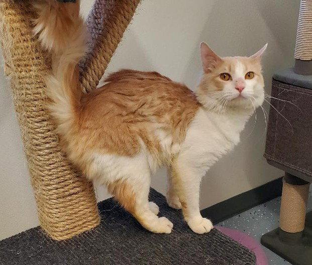 Enlarge Ollie, a Adoptable Domestic Long Hair in Greenville, IL image 2/2