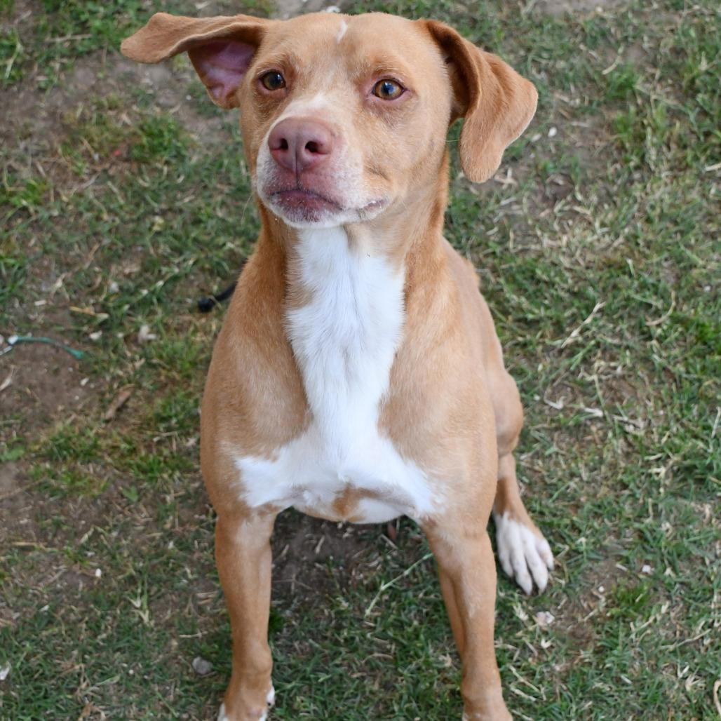Remy, Adoptable, Adult Male Labrador Retriever & Mixed Breed.