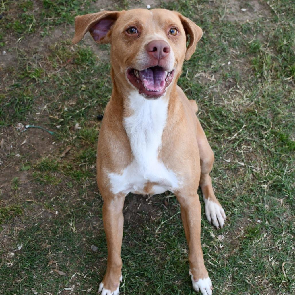 Enlarge Remy, a Adoptable mixed breed in Beaumont, TX image 2/6