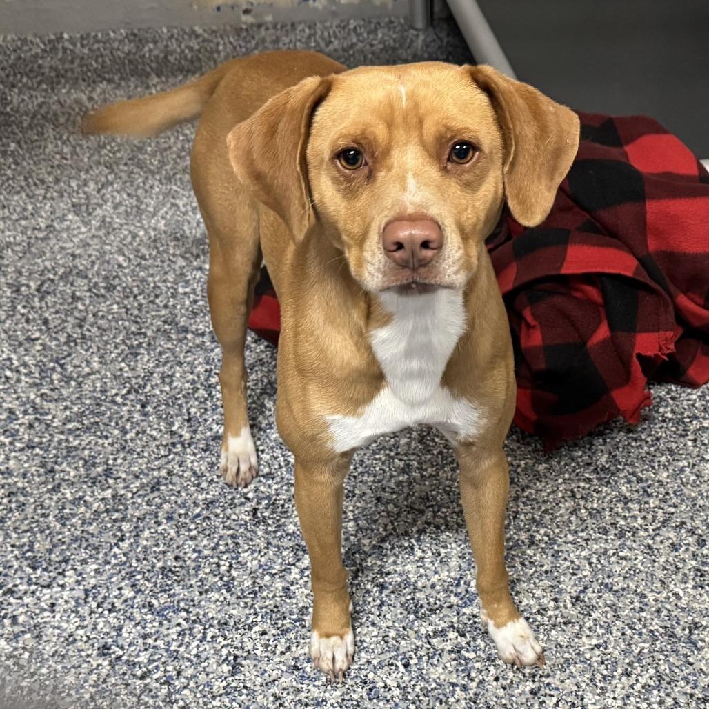 Enlarge Remy, a Adoptable mixed breed in Beaumont, TX image 3/6