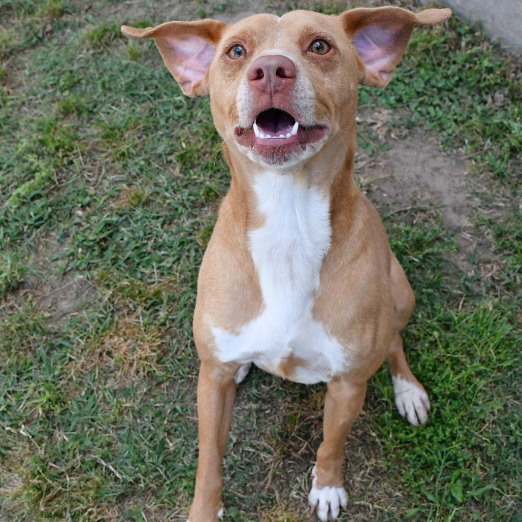Enlarge Remy, a Adoptable mixed breed in Beaumont, TX image 4/6