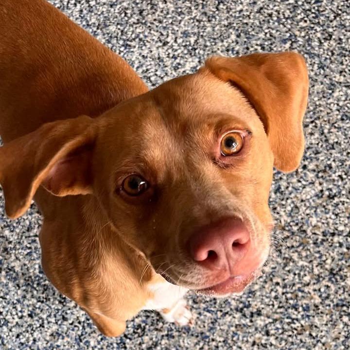 Enlarge Remy, a Adoptable mixed breed in Beaumont, TX image 5/6