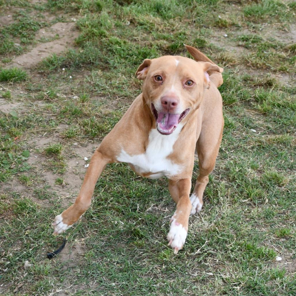 Enlarge Remy, a Adoptable mixed breed in Beaumont, TX image 6/6