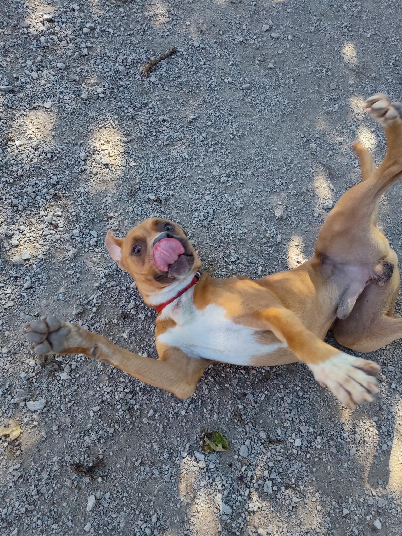 Turkey, a Adoptable mixed breed in Mason City, IL image 3/6