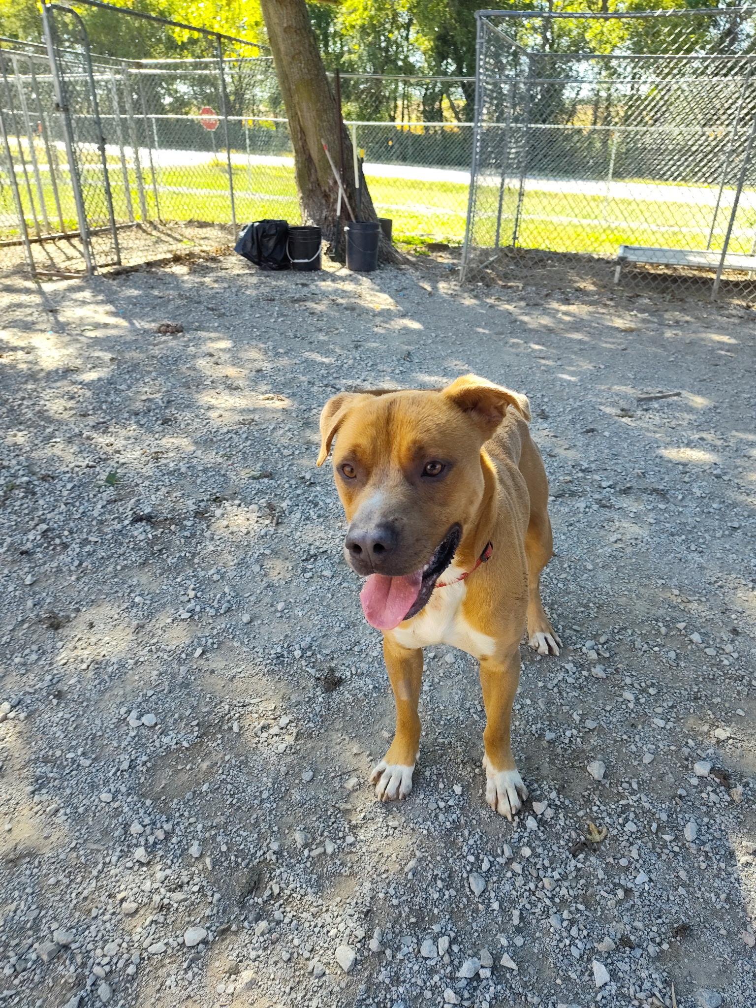 Turkey, a Adoptable mixed breed in Mason City, IL image 2/6