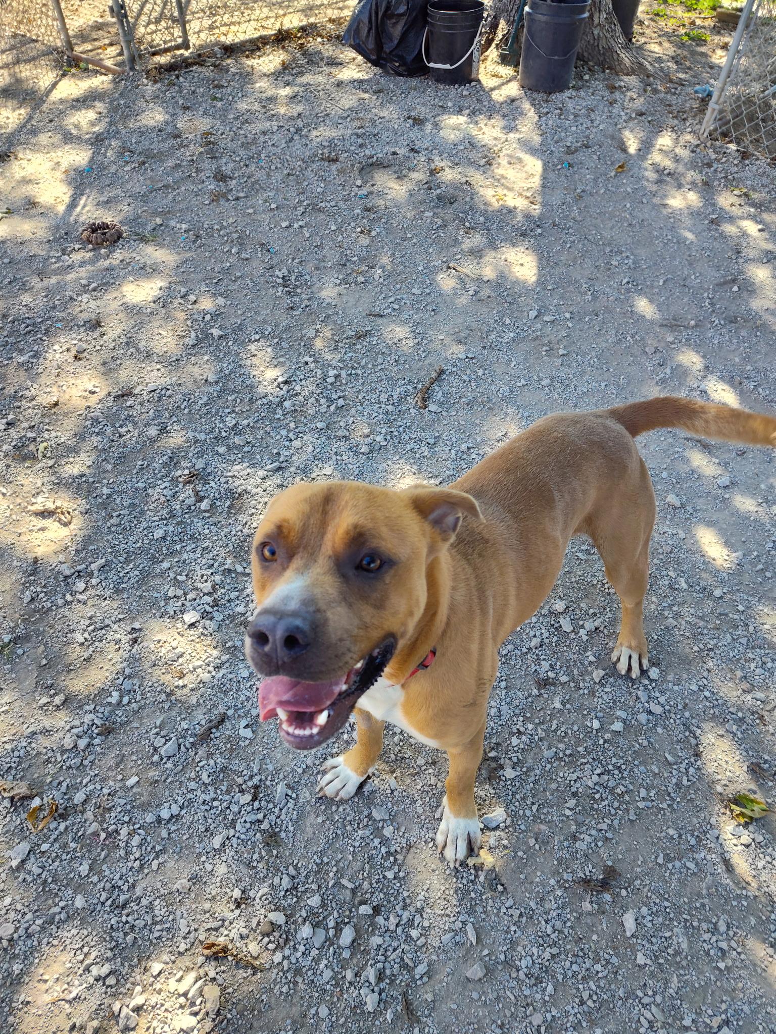 Turkey, a Adoptable mixed breed in Mason City, IL image 1/6