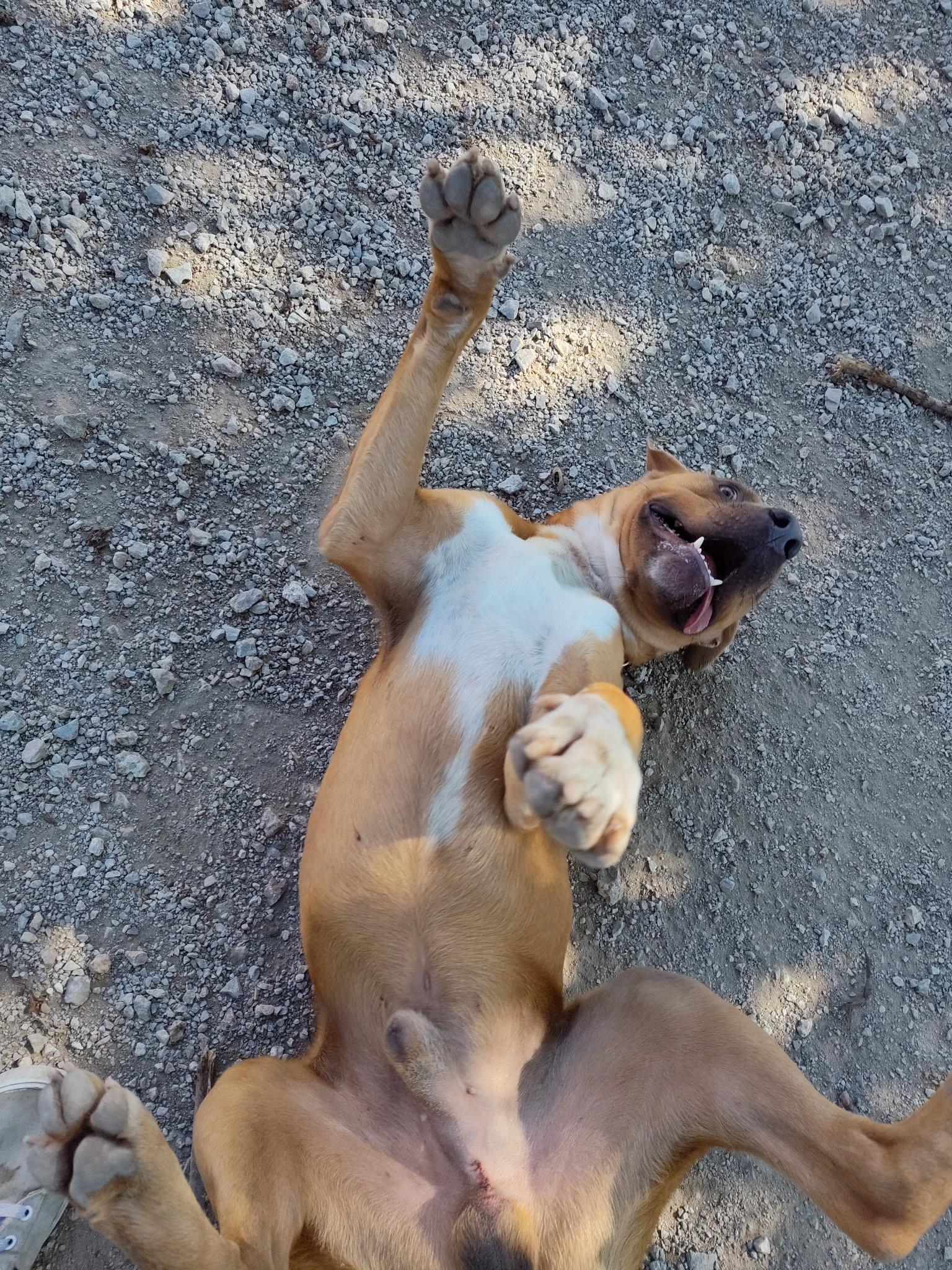 Turkey, a Adoptable mixed breed in Mason City, IL image 5/6