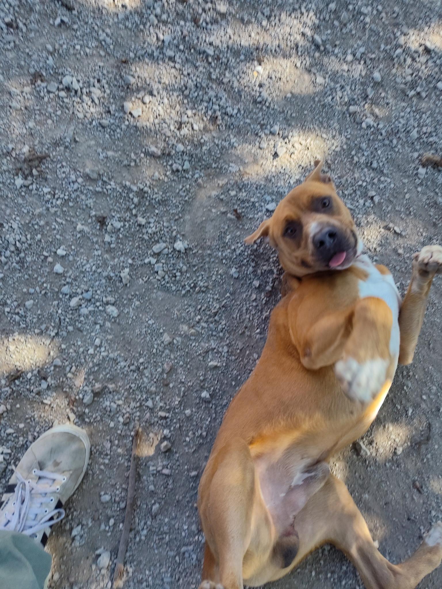 Turkey, a Adoptable mixed breed in Mason City, IL image 6/6