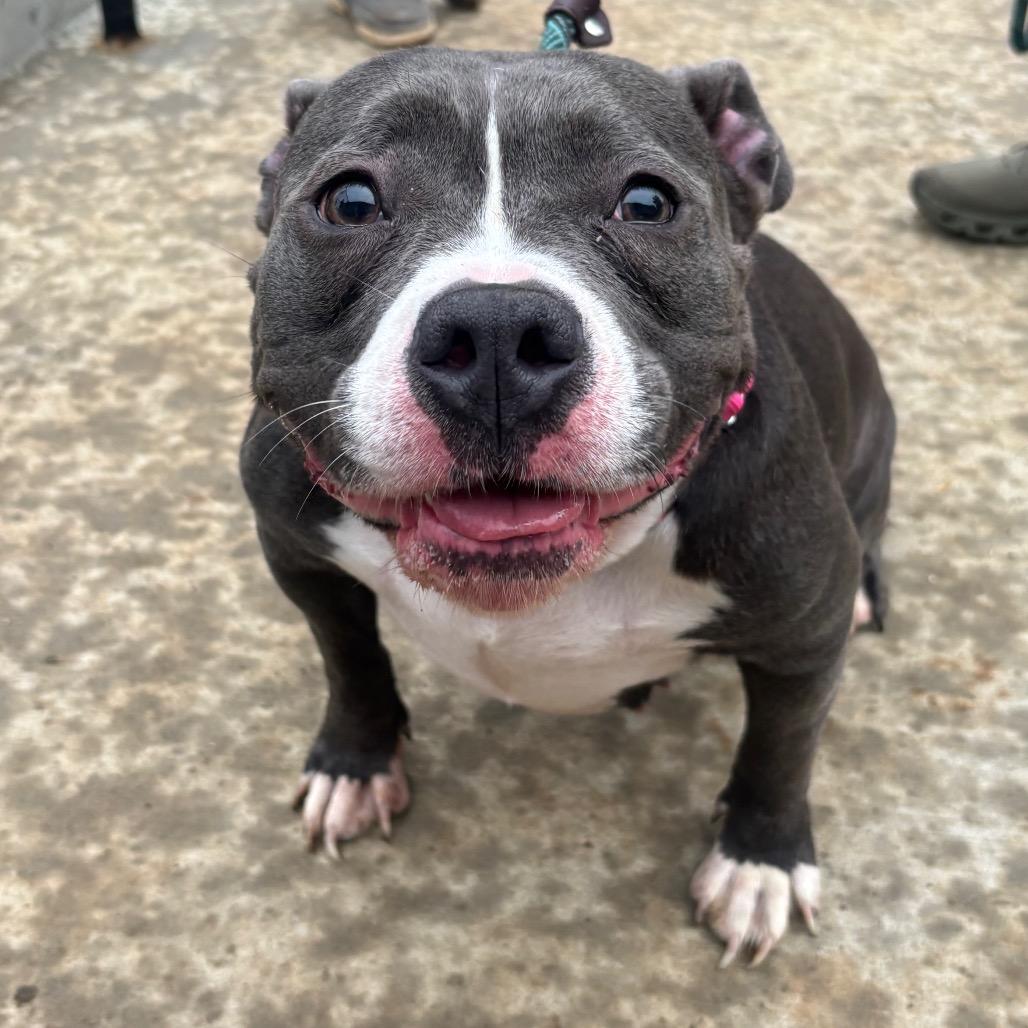Storm, Adoptable, Adult Female American Staffordshire Terrier & English Bulldog.