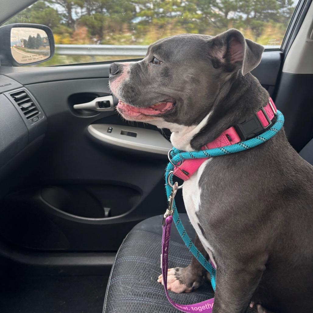 Enlarge Storm, a Adoptable mixed breed in O'Fallon, MO image 2/6