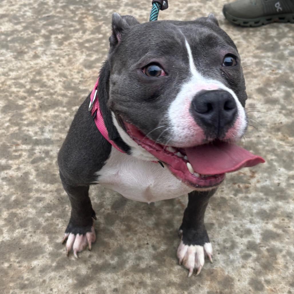 Enlarge Storm, a Adoptable mixed breed in O'Fallon, MO image 3/6