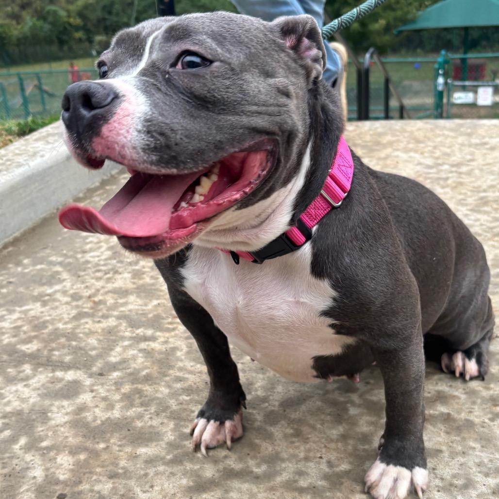 Enlarge Storm, a Adoptable mixed breed in O'Fallon, MO image 4/6