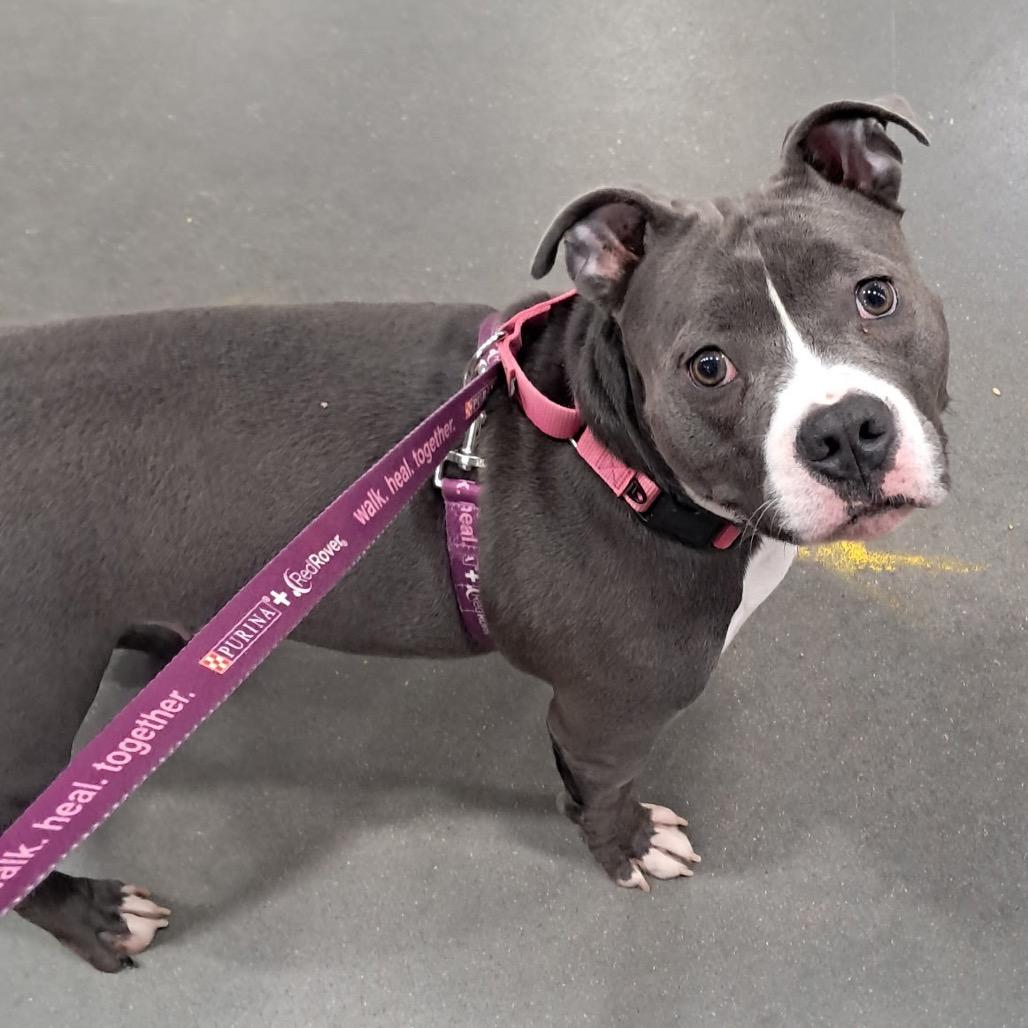 Enlarge Storm, a Adoptable mixed breed in O'Fallon, MO image 5/6