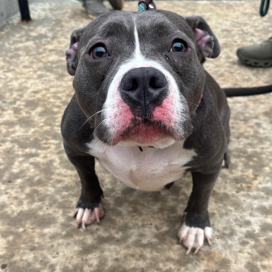 Enlarge Storm, a Adoptable mixed breed in O'Fallon, MO image 6/6
