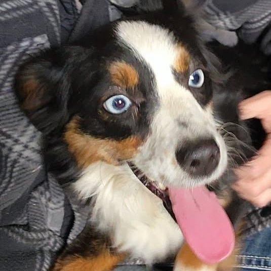 Enlarge Rainy, a Adoptable mixed breed in Olympia, WA image 1/4