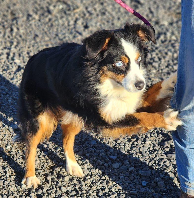 Enlarge Rainy, an adopted mixed breed in Olympia, WA image 1/6