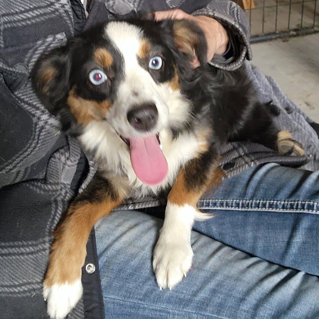 Enlarge Rainy, a Adoptable mixed breed in Olympia, WA image 2/4