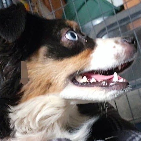 Enlarge Rainy, a Adoptable mixed breed in Olympia, WA image 4/4